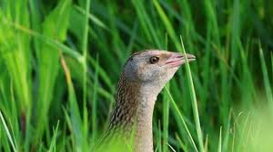 Attēlu rezultāti vaicājumam “Crex crex adult”