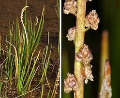 Attēlu rezultāti vaicājumam “Triglochin maritimum flower”
