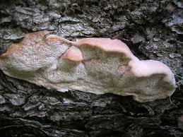 Attēlu rezultāti vaicājumam “Leptoporus mollis”