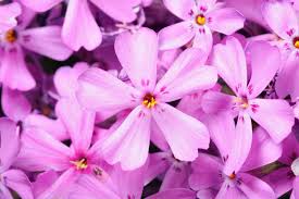 Attēlu rezultāti vaicājumam “Polemoniaceae”