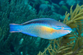Image result for Scarus taeniopterus