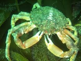 Image result for Maja brachydactyla