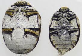 Attēlu rezultāti vaicājumam “Anthrenus verbasci”