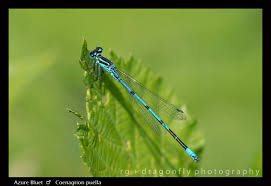 Attēlu rezultāti vaicājumam “Coenagrion pulchellum male”