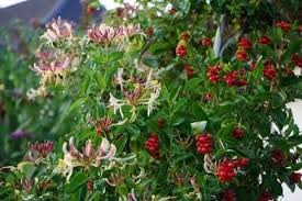 Attēlu rezultāti vaicājumam “Caprifoliaceae”
