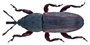 Attēlu rezultāti vaicājumam “Tetratoma ancora”