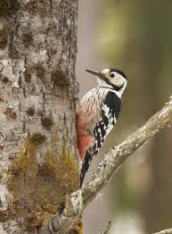 Attēlu rezultāti vaicājumam “Dendrocopos leucotos male”