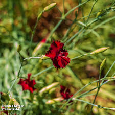 Attēlu rezultāti vaicājumam “Dianthus deltoides bud”