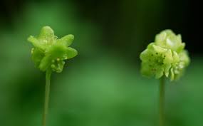 Attēlu rezultāti vaicājumam “Adoxa moschatellina flower”