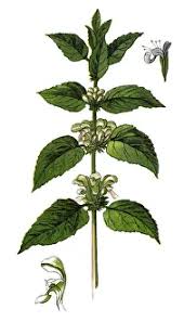 Attēlu rezultāti vaicājumam “Lamium album”