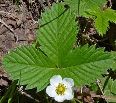 Attēlu rezultāti vaicājumam “Fragaria vesca leaf”