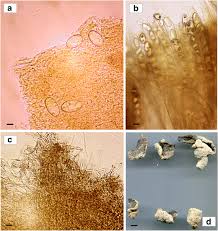 Attēlu rezultāti vaicājumam “Peziza ammophila”