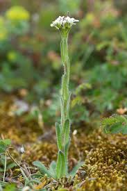 Attēlu rezultāti vaicājumam “Arabis hirsuta flower”