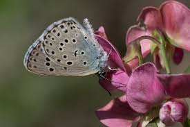 Attēlu rezultāti vaicājumam “Phengaris arion upperside”