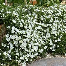 Attēlu rezultāti vaicājumam “Anthyllis arenaria flower”