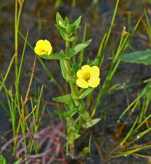 Attēlu rezultāti vaicājumam “Plantaginaceae”