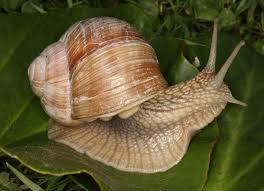 Attēlu rezultāti vaicājumam “Helix pomatia”