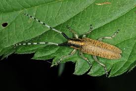 Attēlu rezultāti vaicājumam “Agapanthia villosoviridescens”