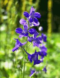 Image result for Delphinium consolida