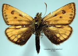 Attēlu rezultāti vaicājumam “Carterocephalus silvicolus”