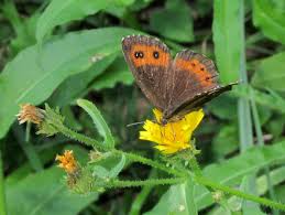 Attēlu rezultāti vaicājumam “Erebia ligea”