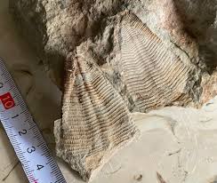 Attēlu rezultāti vaicājumam “Claustria didermoides”