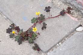 Attēlu rezultāti vaicājumam “Oxalis corniculata”