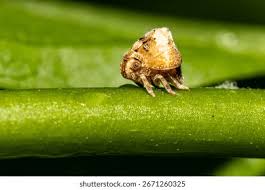 Attēlu rezultāti vaicājumam “Macrosteles sp. nymph”