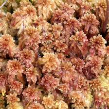 Attēlu rezultāti vaicājumam “Sphagnum magellanicum”