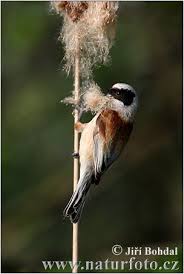 Attēlu rezultāti vaicājumam “Remiz pendulinus”