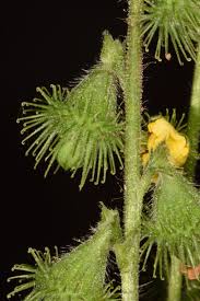 Attēlu rezultāti vaicājumam “Agrimonia eupatoria fruit”