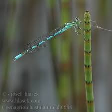 Attēlu rezultāti vaicājumam “Coenagrion hastulatum”