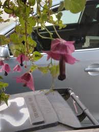 Image result for Rhodochiton atrosanguineum