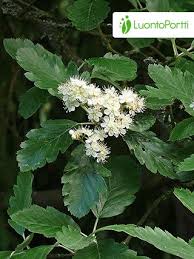 Attēlu rezultāti vaicājumam “Sorbus intermedia”