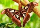 Gigantic Bugs World Image