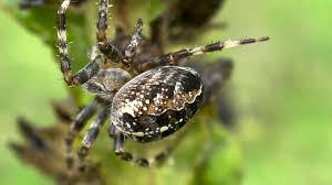 Attēlu rezultāti vaicājumam “Araneus diadematus juvenile”