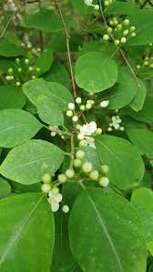 Attēlu rezultāti vaicājumam “Cotoneaster multiflorus leaf”
