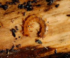 Attēlu rezultāti vaicājumam “Cucujus cinnaberinus larva”