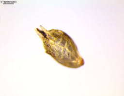 Attēlu rezultāti vaicājumam “Ambrosia artemisiifolia fruit”