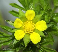 Attēlu rezultāti vaicājumam “Potentilla supina flower”