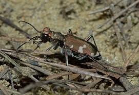Attēlu rezultāti vaicājumam “Cicindela sylvatica imago”