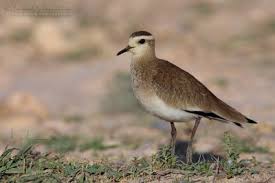 Image result for Vanellus gregarius