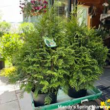 Attēlu rezultāti vaicājumam “Thuja plicata flower”