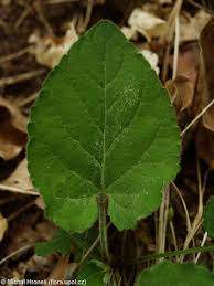 Attēlu rezultāti vaicājumam “Viola collina flower”