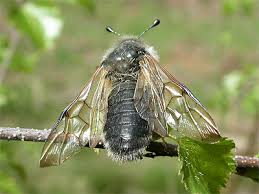 Attēlu rezultāti vaicājumam “Trichiosoma larva”