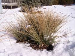 Attēlu rezultāti vaicājumam “Juncus inflexus bud”