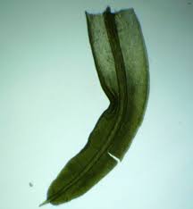 Attēlu rezultāti vaicājumam “Barbula unguiculata macro”