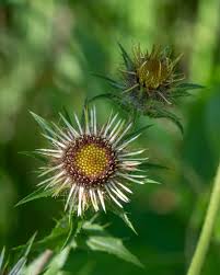 Attēlu rezultāti vaicājumam “Carlina biebersteinii leaf”