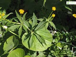 Attēlu rezultāti vaicājumam “Ranunculus cassubicus leaf”