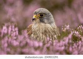 Attēlu rezultāti vaicājumam “Falco tinnunculus adult”